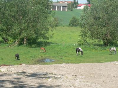 bystrzyca_198.jpg
