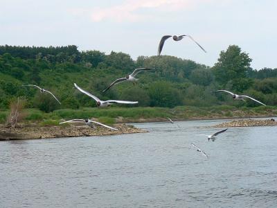 Kazimierz_2011_136.jpg