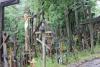 bialowieza_031_t1.jpg
