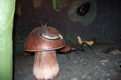 Bialowieza_063.jpg