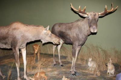 Bialowieza_065.jpg
