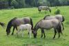 Kliknij by wejść bialowieza_110_t1.jpg