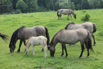 Bialowieza_110.jpg