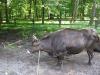 Kliknij by wejść bialowieza_114_t1.jpg