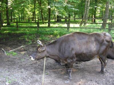 Bialowieza_114.jpg