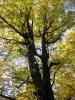Kliknij by wejść las_2012_06_t1.jpg