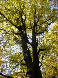 las_2012_06.jpg